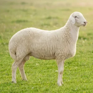 ذبيحة حري جذع (وسط)