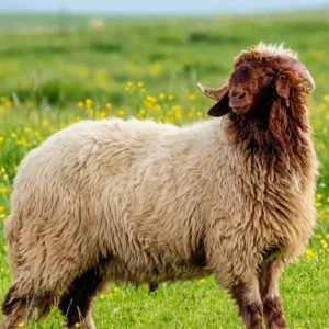 نعيمي هرفي (صغير)