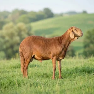 سواكني مرابي (وسط)