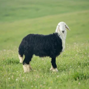 نجدي جذع (ناهي)