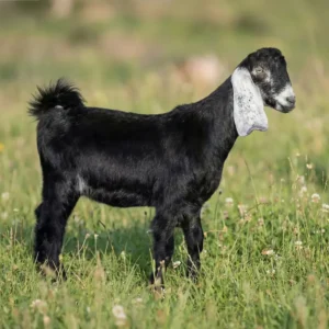 تيس بلدي (وسط)