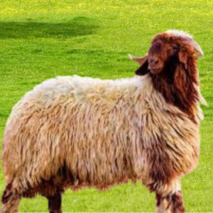 نعيمي هرفي صغير