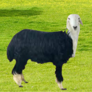 نجدي هرفي صغير