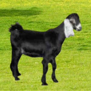 تيس بلدي وسط