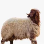 You are currently viewing نعيمي هرفي وسط الرياض