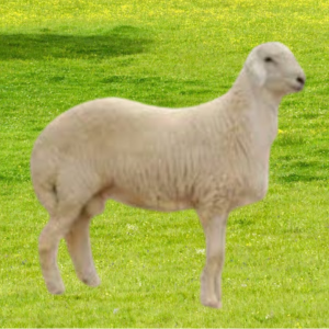 You are currently viewing ذبائح كاملة المدينة المنورة